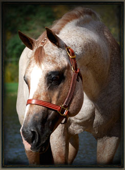 Richland Ranch, home of World and Congress Champion Coats N Tails, sire ...